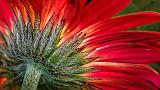 Gerbera Backside_P1150962-4